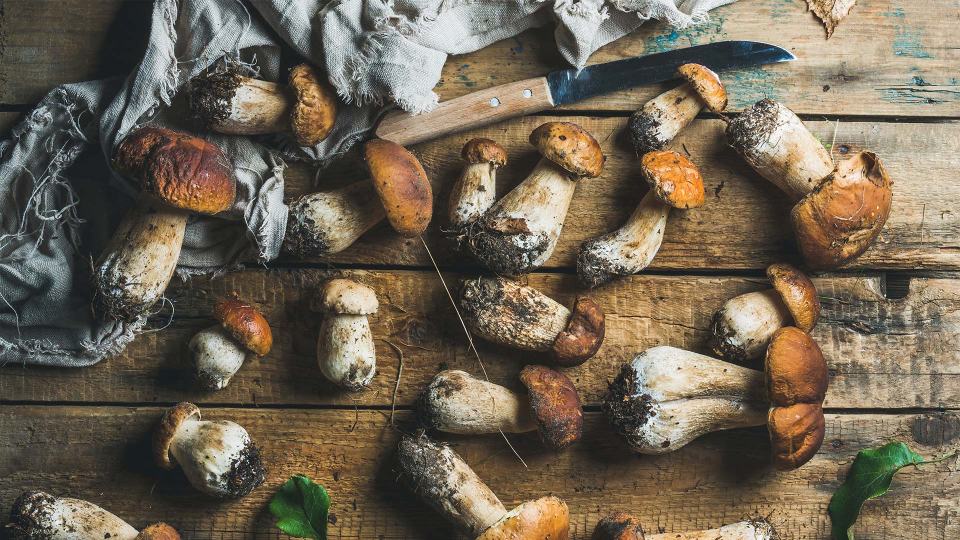 Wild Mushrooms Pacific Northwest